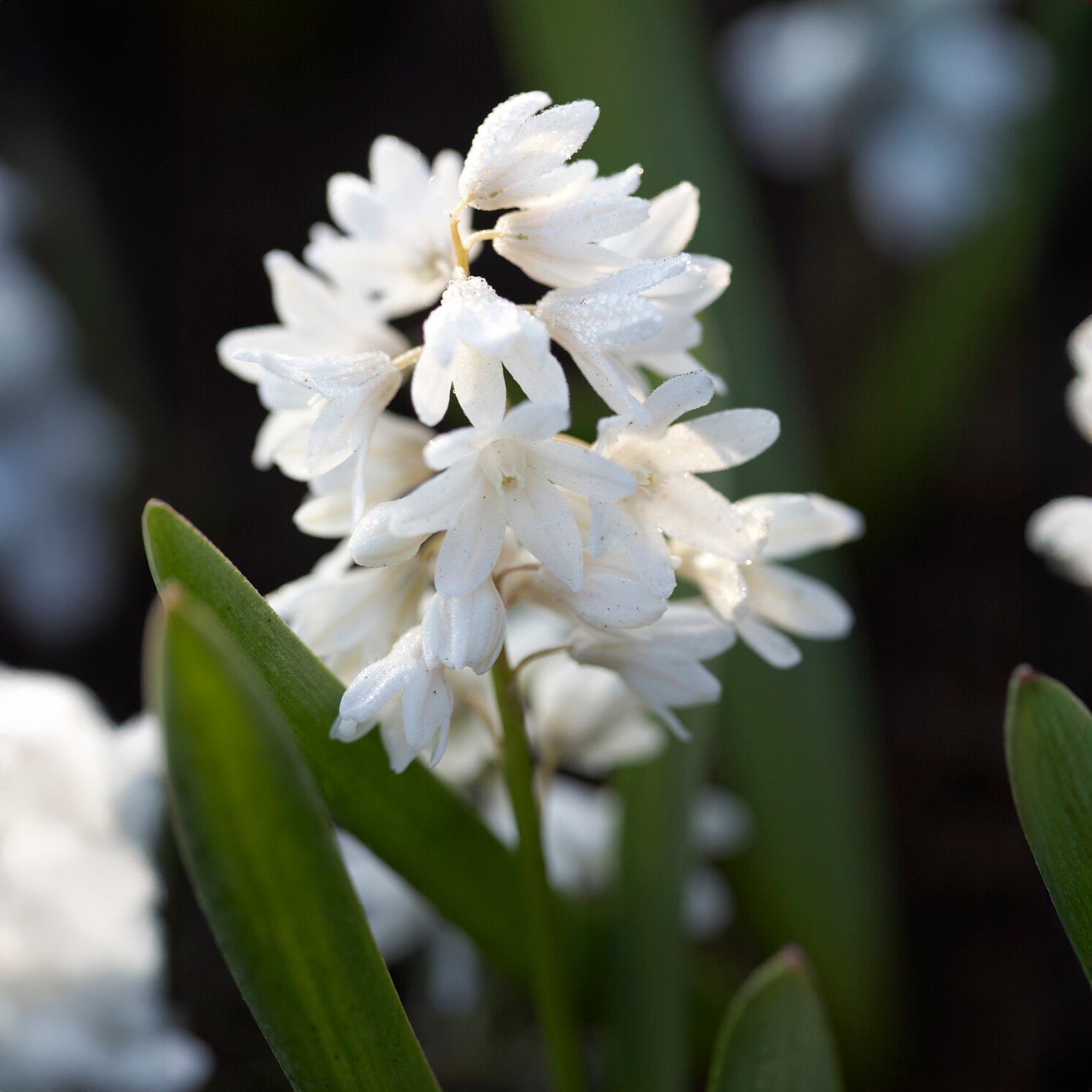 Puschkinia libanotica Alba (x20) - Puschkinia libanotica alba - Bakker