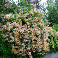 Waldgeißblatt Serotina