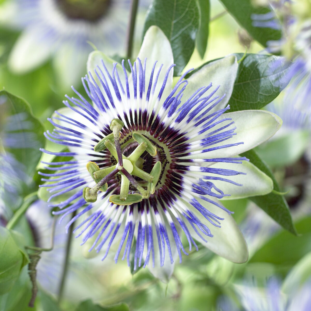 Passionsblume Clear Sky - Bakker