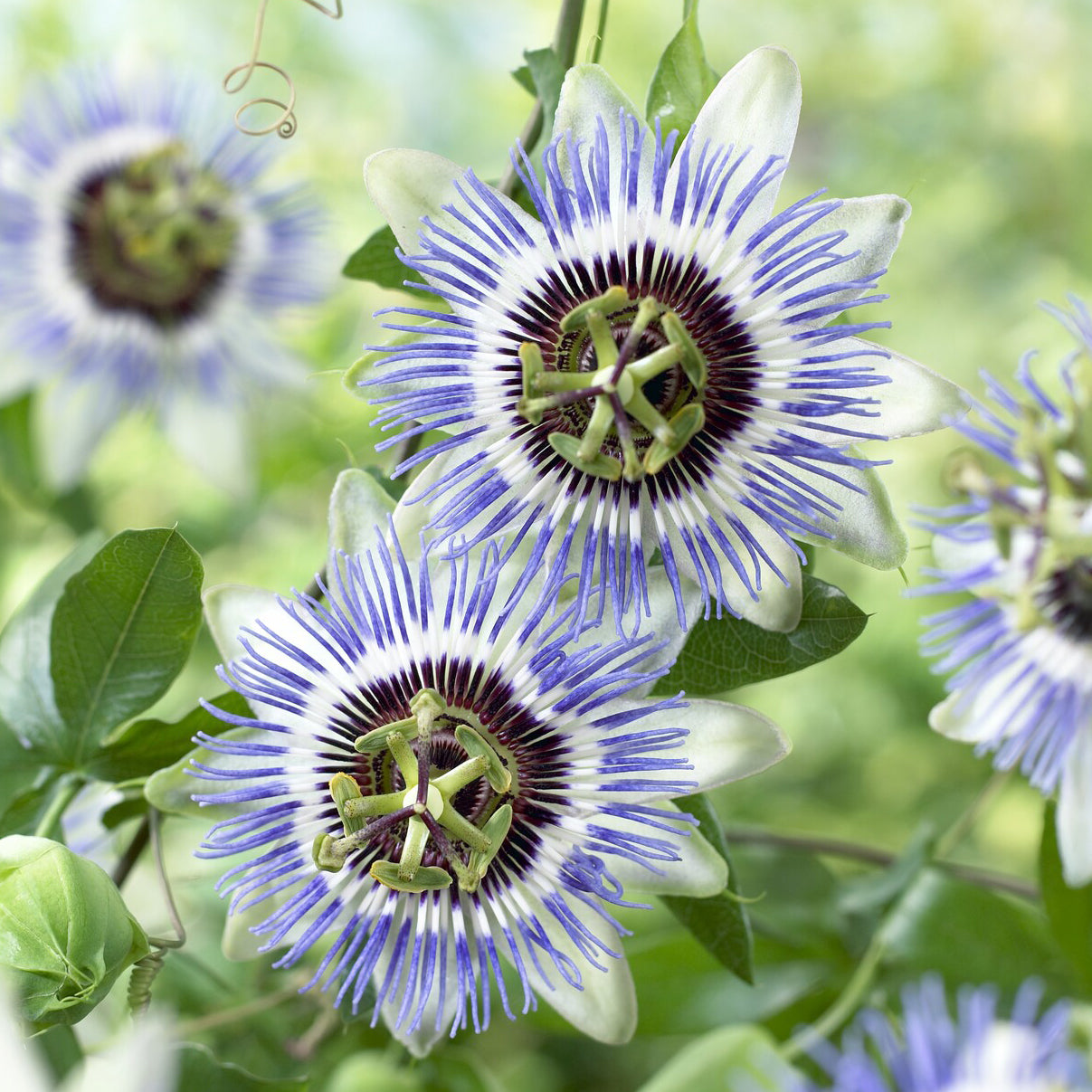 Passionsblume Clear Sky - Passiflora caerulea Clear Sky - Bakker