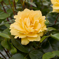Inselrose Bahama ® Intercomham - Bakker