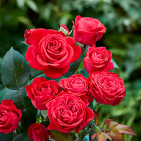 Rose Dominica ® Intercomdoor - Bakker