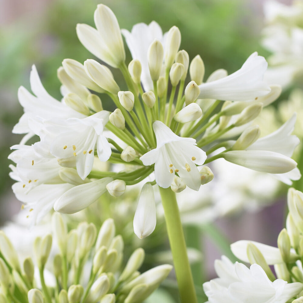 Agapanthus