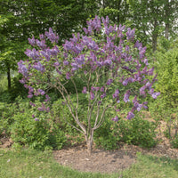 Flieder Sensation - Syringa vulgaris sensation - Bakker