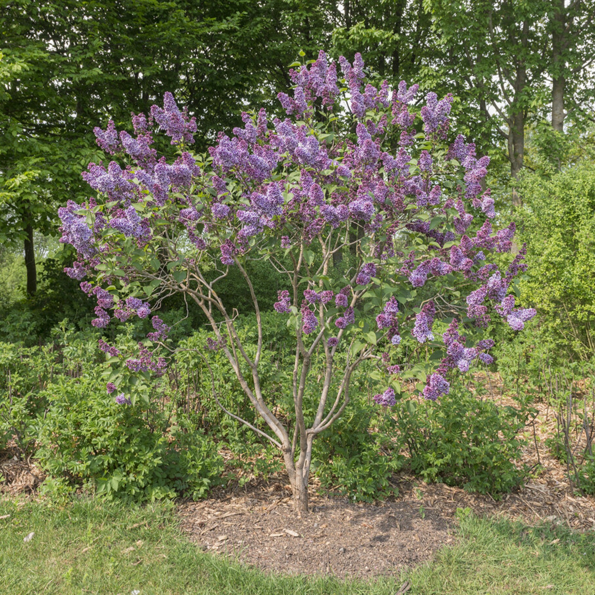 Flieder Sensation - Syringa vulgaris sensation - Bakker