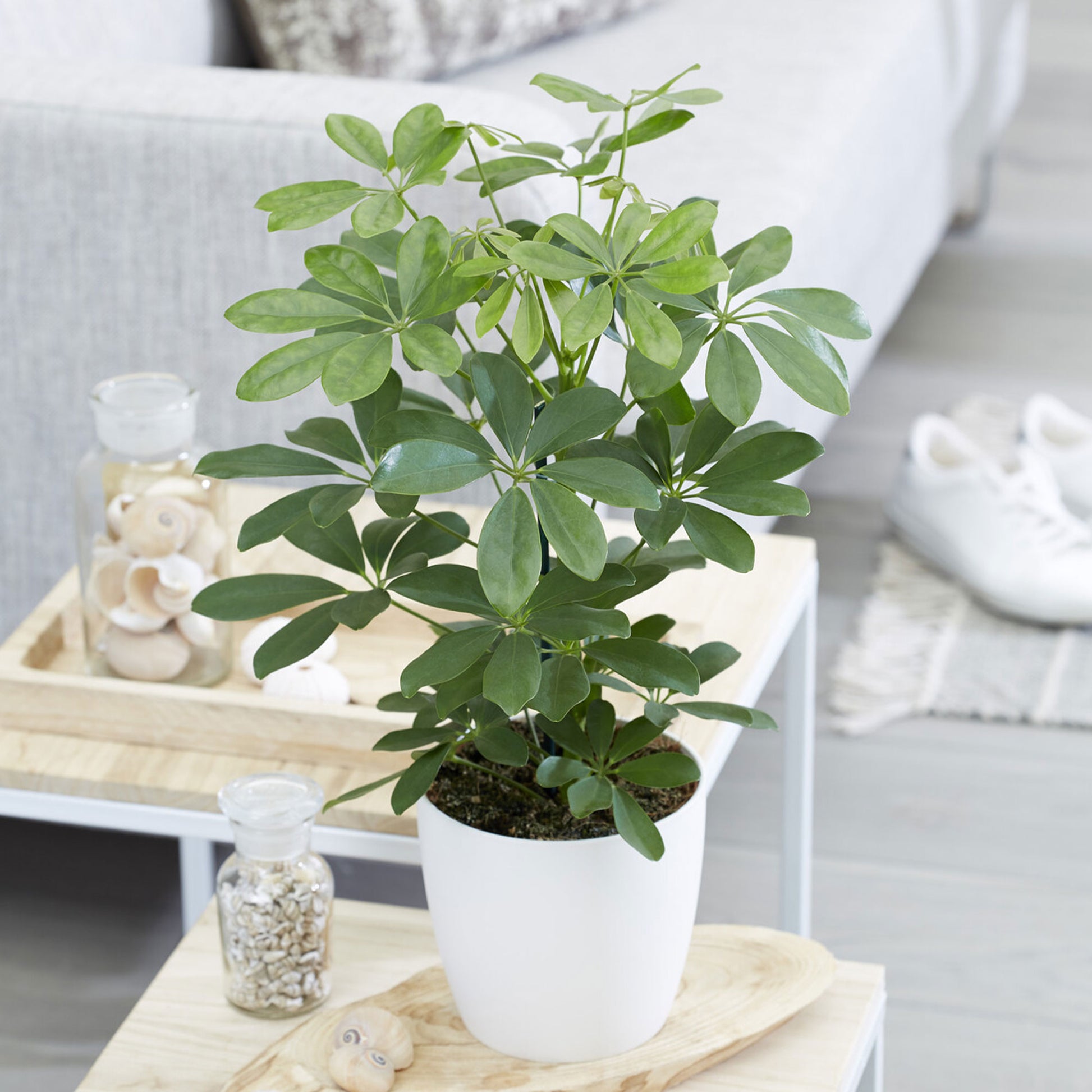 Schefflera - Bakker