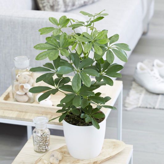Schefflera - Bakker