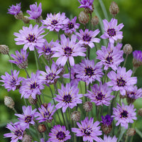 Blühende Stauden - Blaue Rasselblume - Catananche caerulea