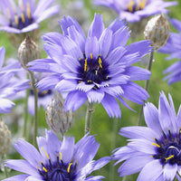 Verkauf Blaue Rasselblume - Catananche caerulea