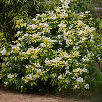 Choisya ternata Sundance Lich - Orangenblume ‘Sundance’ - Mexikanischer Orangenbaum