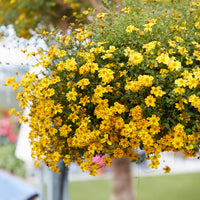Bidens ‘Beedance Painted Yellow’ (x3) - Bakker