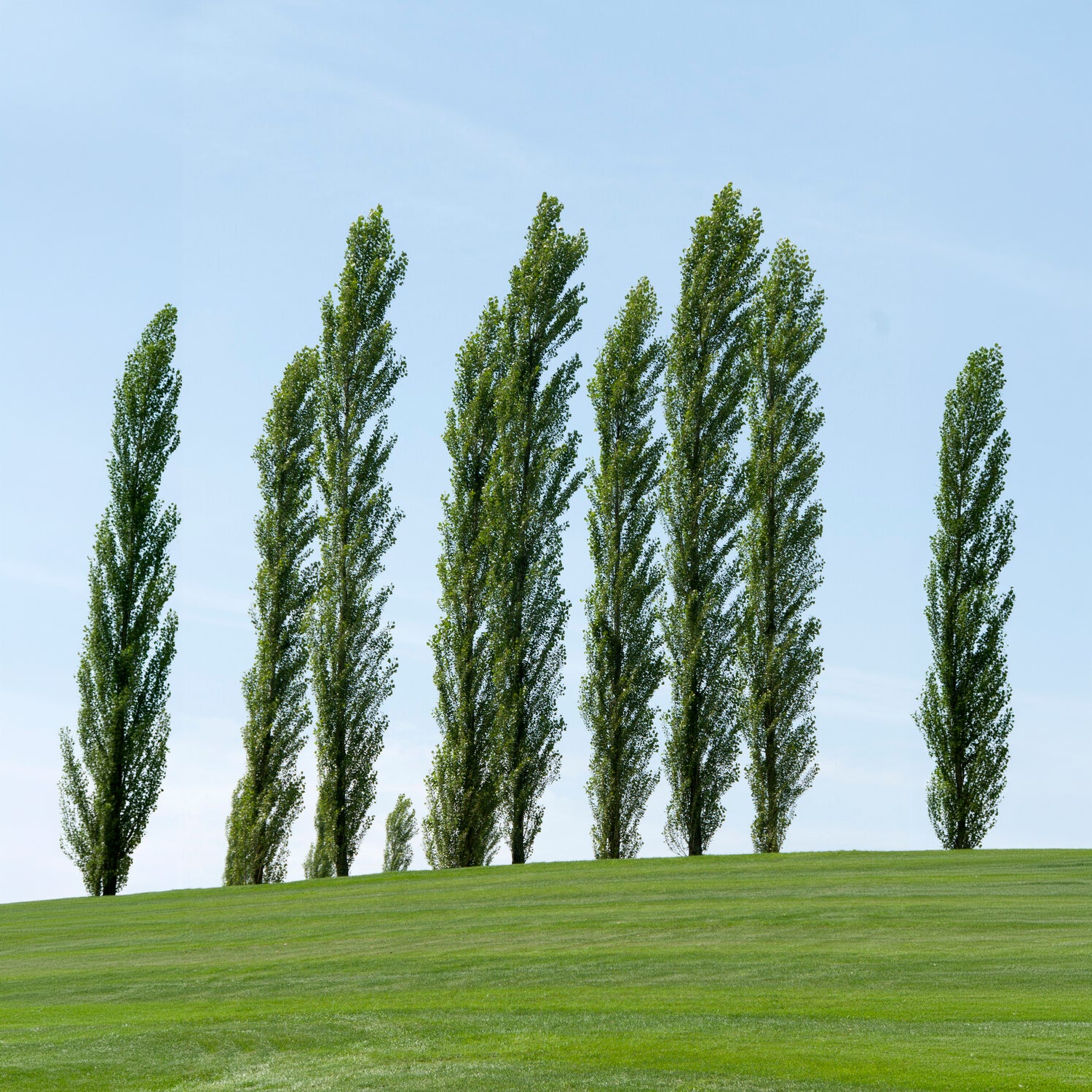 Italienische Säulenpappel (x10) - Populus nigra italica - Bakker