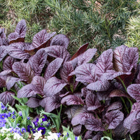 Saatgut Roter Blattsenf Red Giant Bio - Brassica juncea integrifolia red  giant