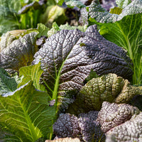 Roter Blattsenf Red Giant Bio