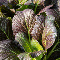 brassica juncea saatgut Saatgut Roter Blattsenf Red Giant Bio - Brassica juncea integrifolia red  giant