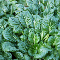 Samen für Kohl - Chinakohl ‘Tatsoi’ Bio - Brassica rapa rosularis