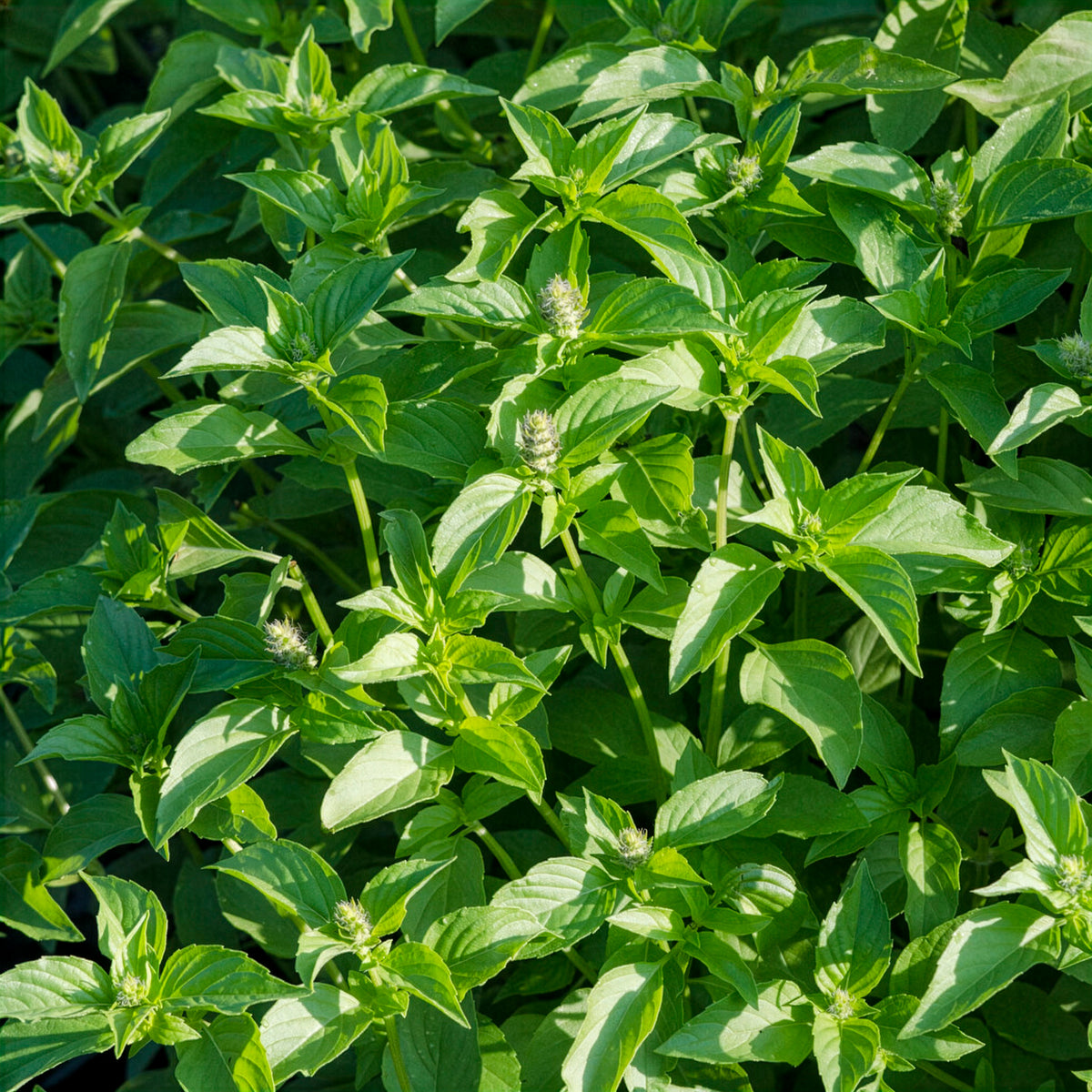 Ocimum citridorum - Zitronenbasilikum Mrs. Burns - Basilikum