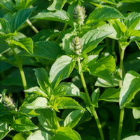 Zitronenbasilikum Mrs. Burns - Ocimum citridorum - Bakker