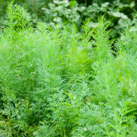 Anethum graveolens compatto - Dill Bouquet Compatto - Kräutersamen
