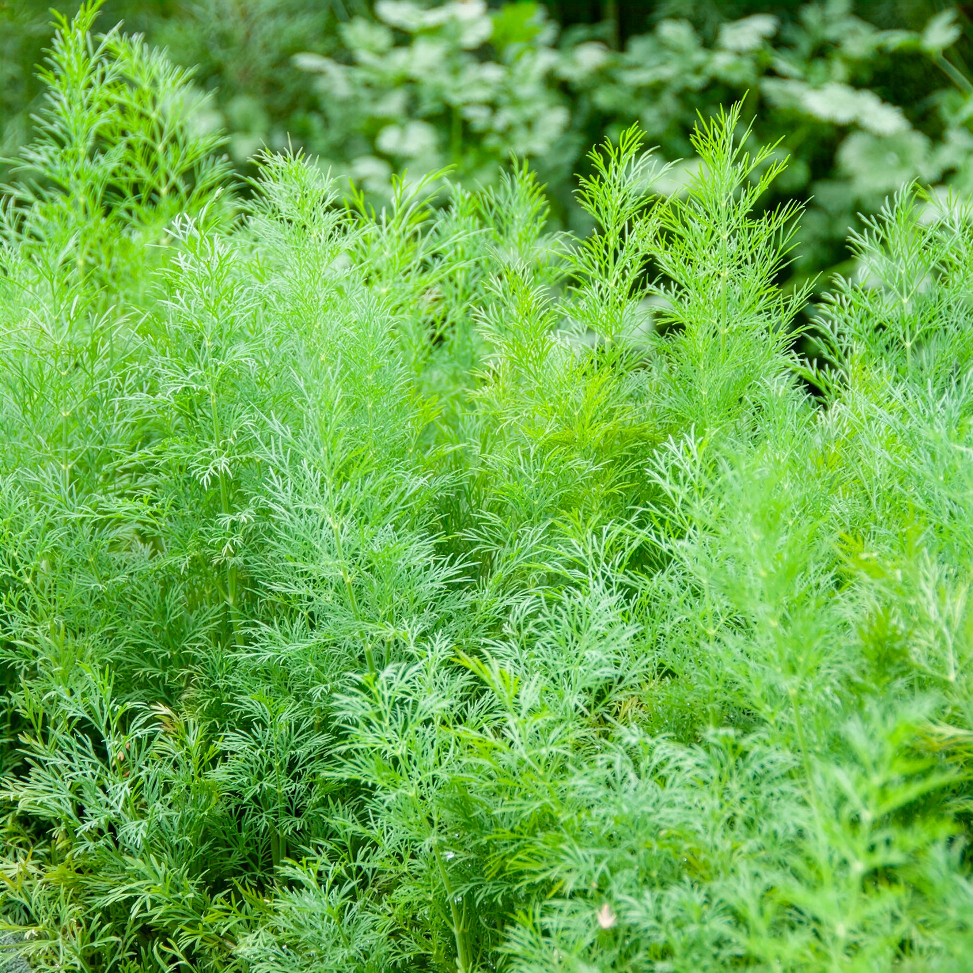 Saatgut Dill Bouquet Compatto - Anethum graveolens compatto