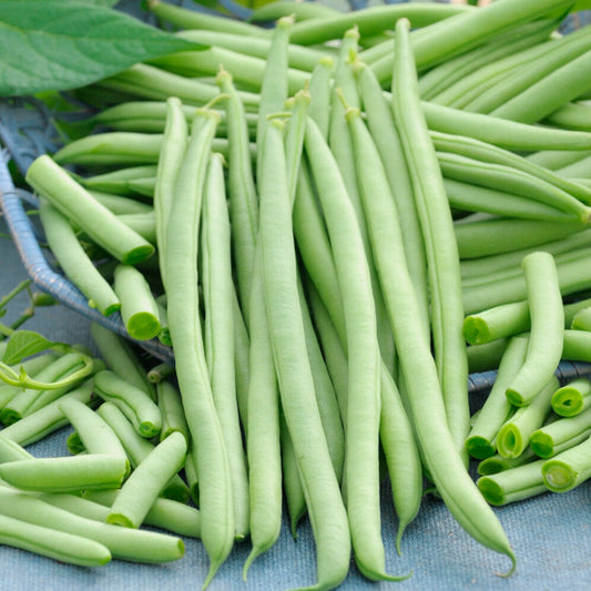 Stangenbohne Cobra - Bakker