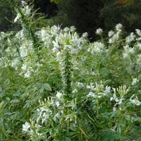 Cleome spinosa white queen - Dornige Cleome White Queen - Cleome - Spinnenblume