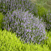 Sommerheide Spring Torch - Calluna vulgaris Spring Torch - Bakker