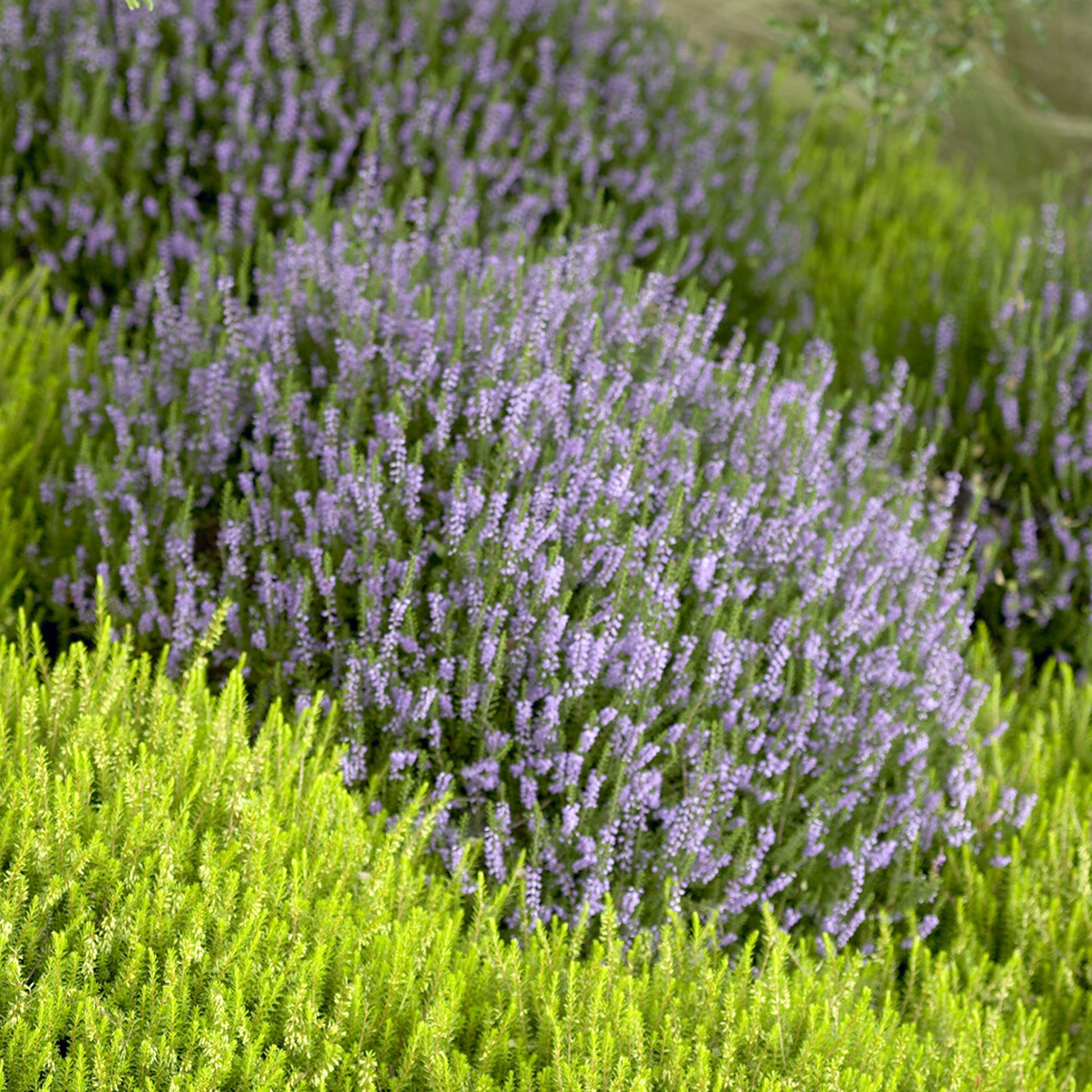 Sommerheide Spring Torch - Calluna vulgaris Spring Torch - Bakker