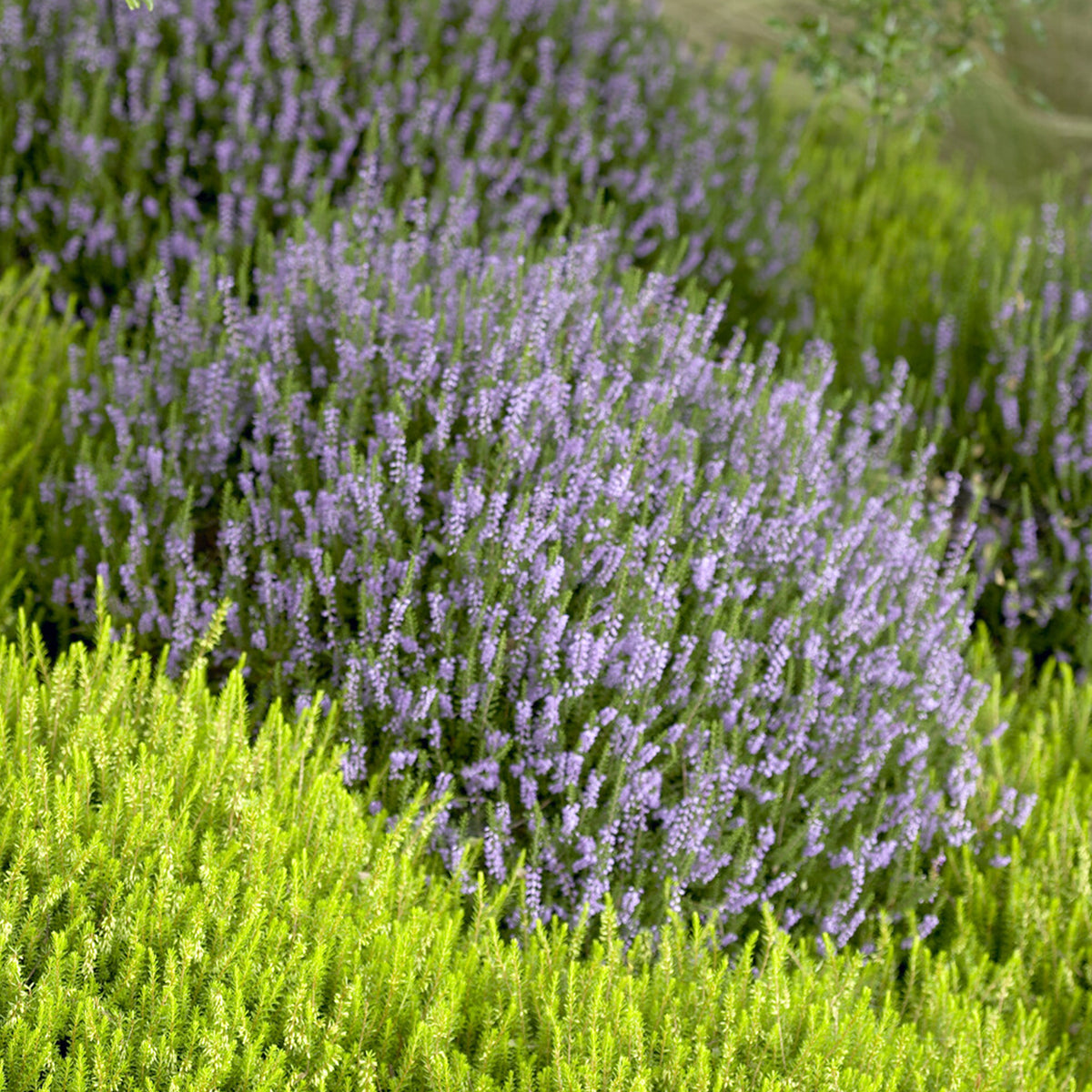 Sommerheide Spring Torch - Calluna vulgaris Spring Torch - Bakker