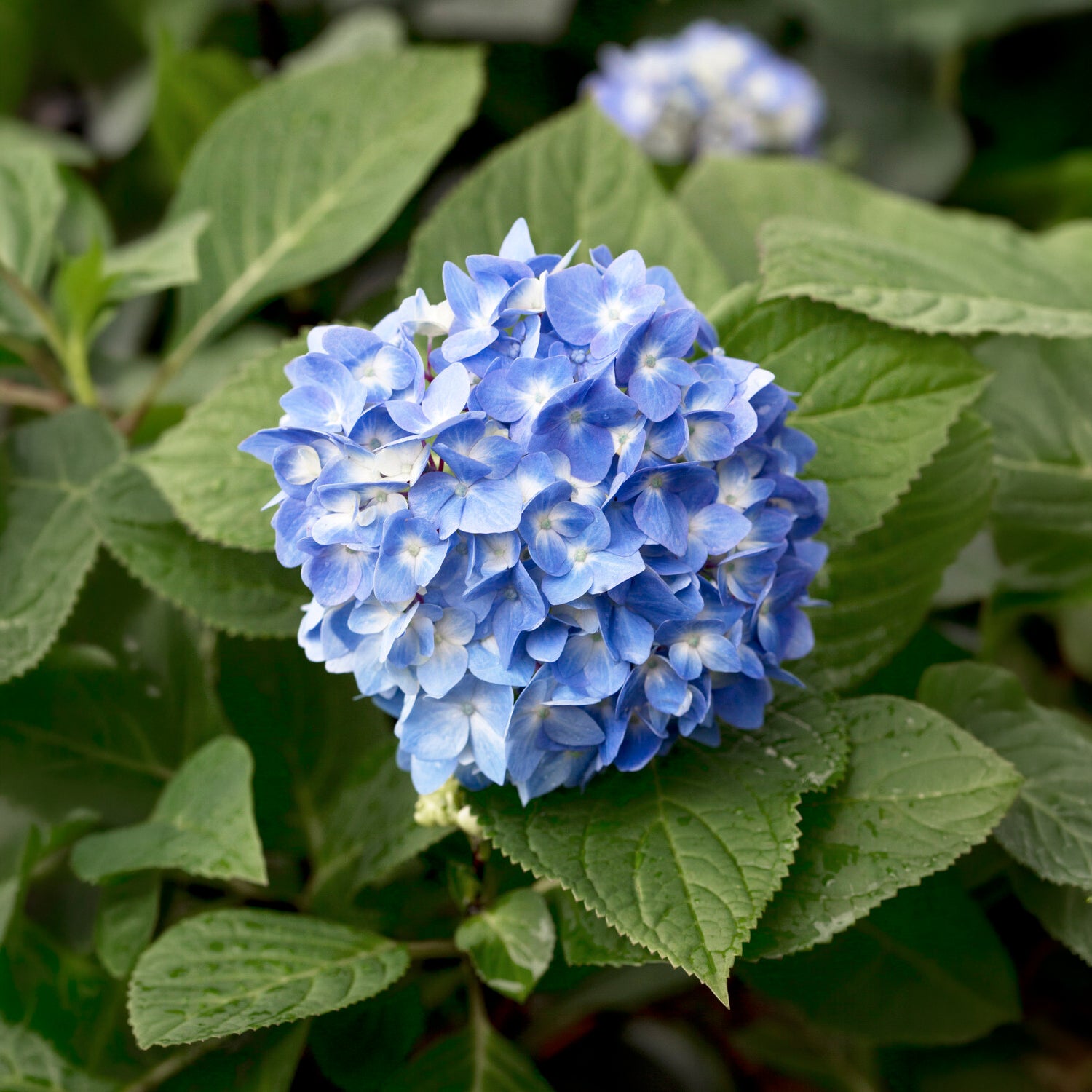 Bauernhortensie So Long® Ebony Monmar - Hydrangea macrophylla so long ® ebony 'monmar' - Bakker