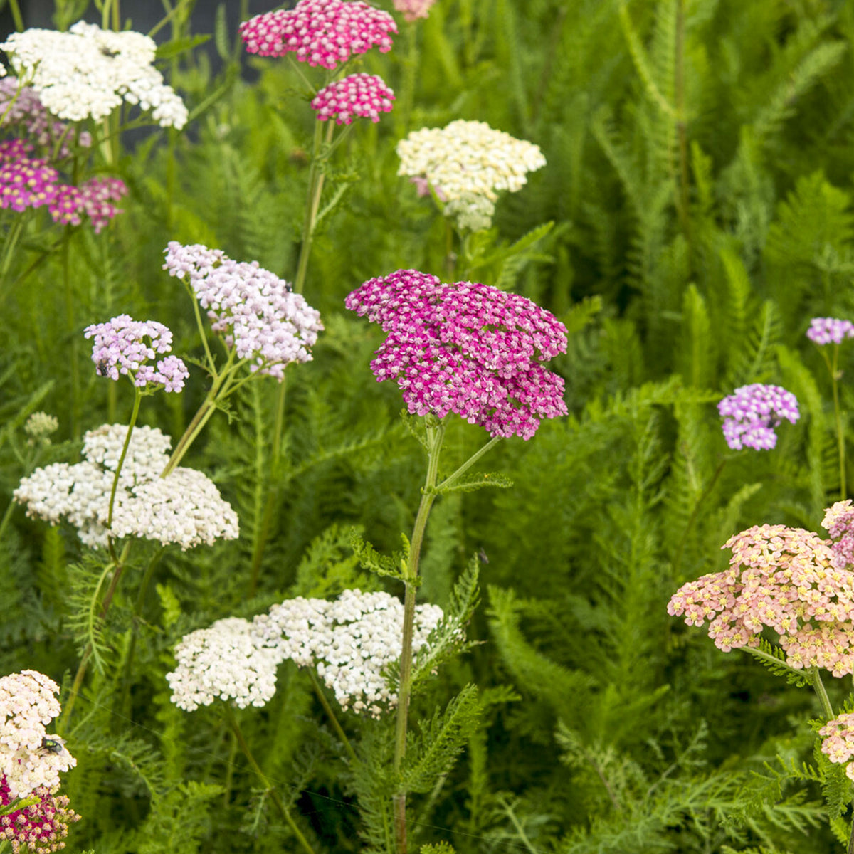 Schafgarben Summer Pastels - Bakker