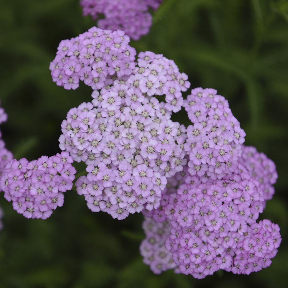Schafgarbe Apfelblüte - Bakker