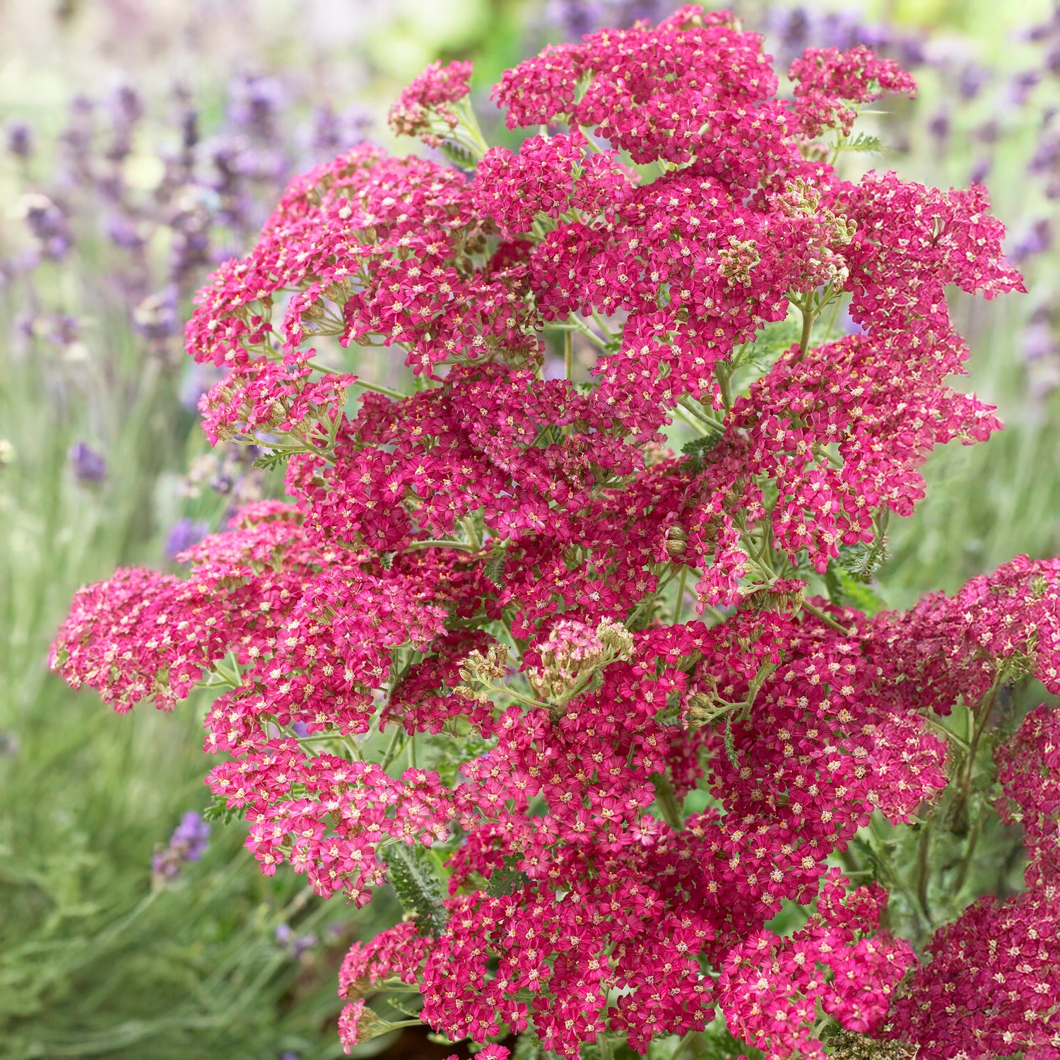Schafgarbe Excel - Achillea millefolium Excel - Bakker