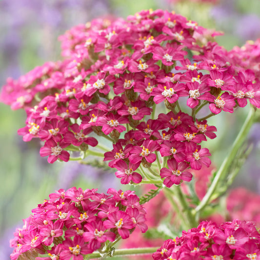 Schafgarbe Excel - Bakker