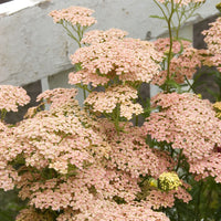 Achillea millefolium Lachsschönheit - Schafgarbe Lachsschönheit - Blühende Stauden