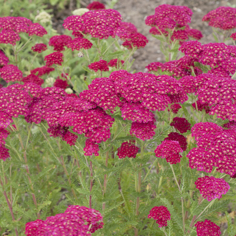 Achillea millefolium Pomegranate - Schafgarbe Pomegranate - Schafgarbe