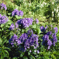 Herbst-Eisenhut Arendsii - Aconitum carmichaelli Arendsii - Bakker