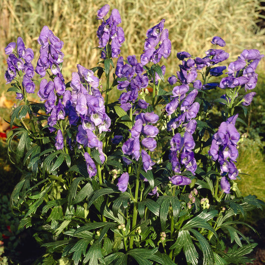 Herbst-Eisenhut Arendsii - Bakker