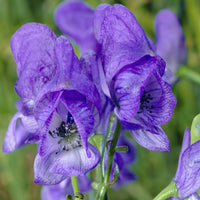 Aconitum carmichaelli Arendsii - Herbst-Eisenhut Arendsii - Blühende Stauden
