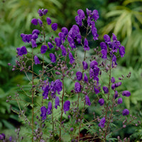 Lockerer Eisenhut Spark - Aconitum henryi Spark's Variety - Bakker