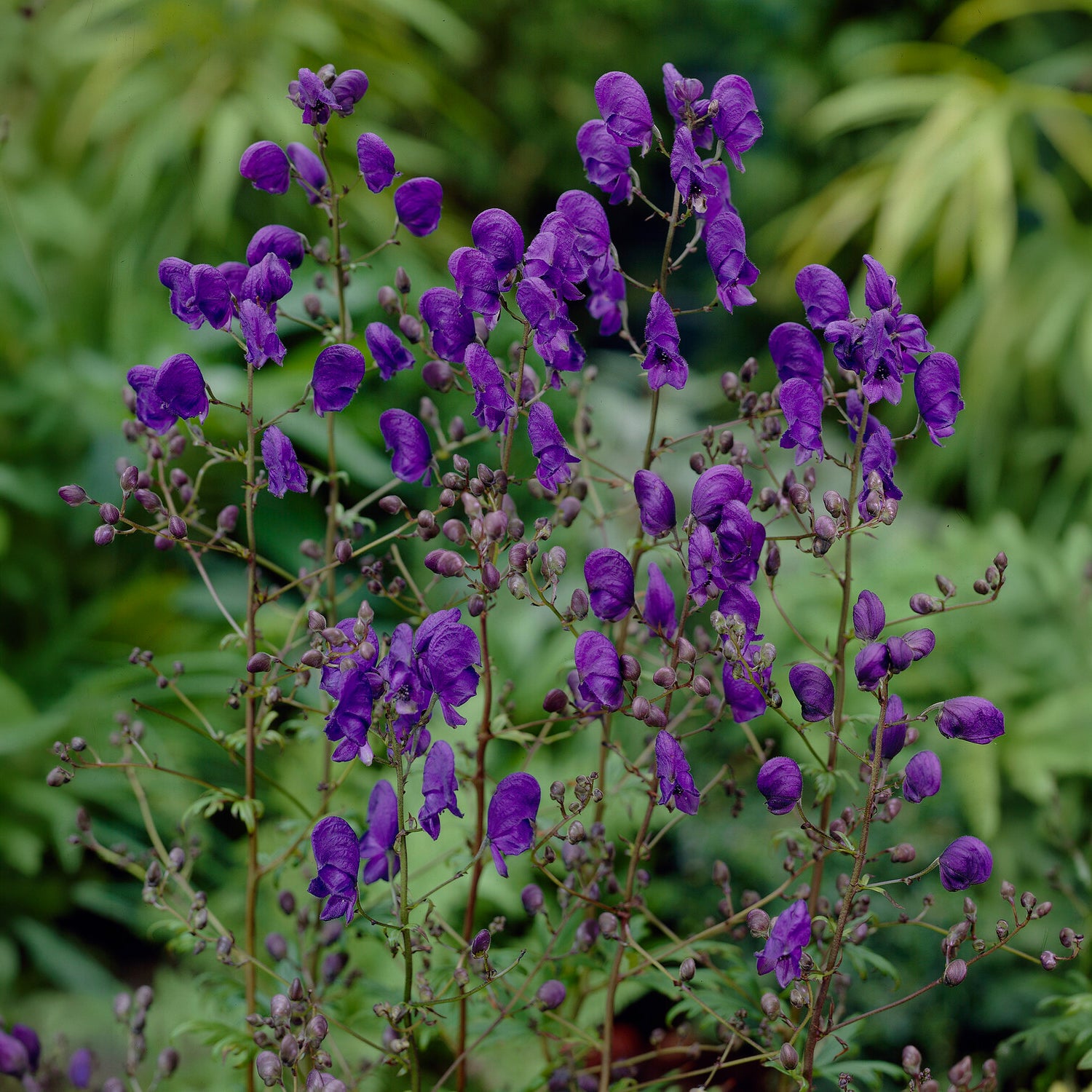 Lockerer Eisenhut Spark - Aconitum henryi Spark's Variety - Bakker