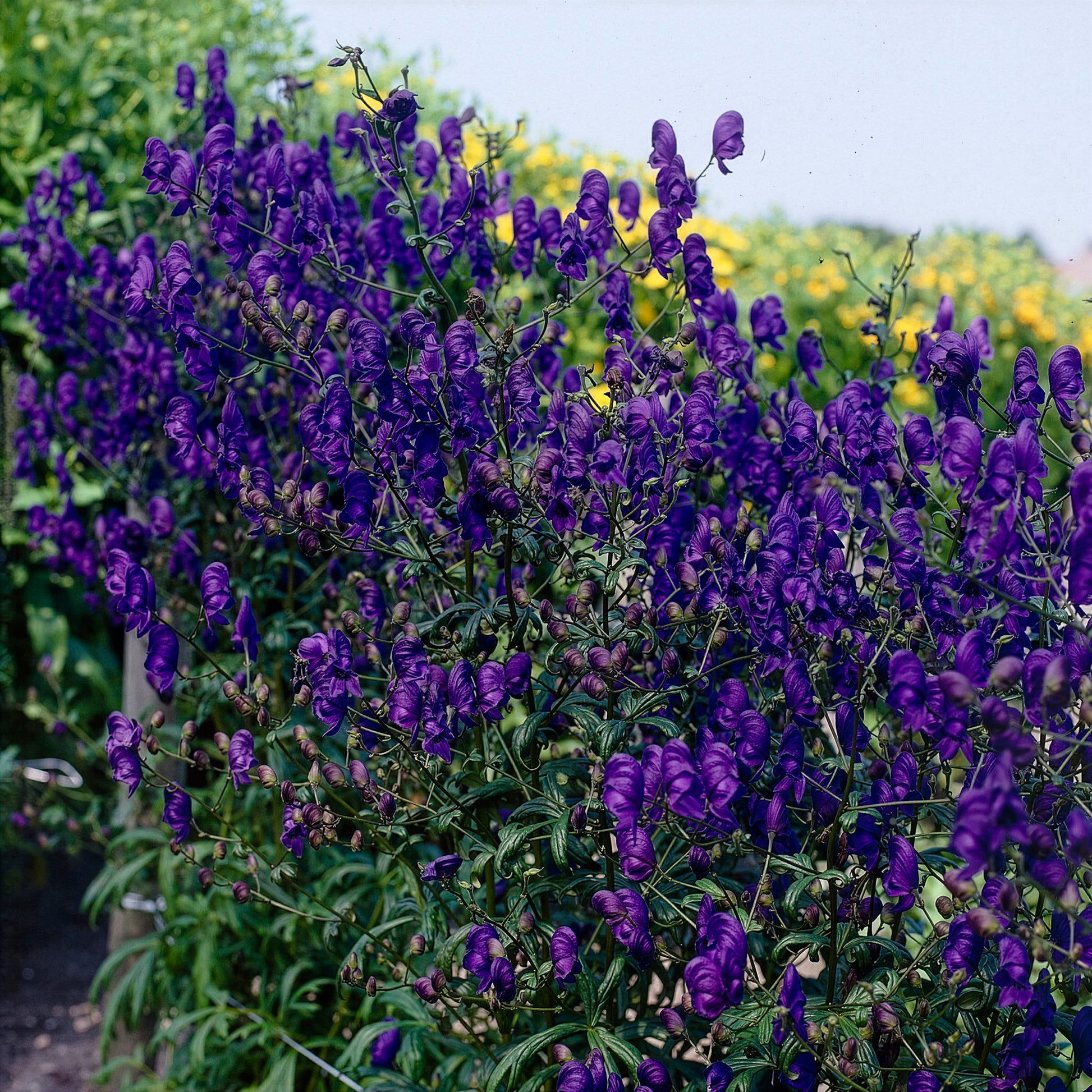 Lockerer Eisenhut Spark - Bakker