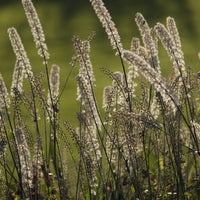 Silberkerze - Silberkerze Bugbane - Actaea racemosa