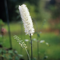 Silberkerze Bugbane - Actaea racemosa - Bakker