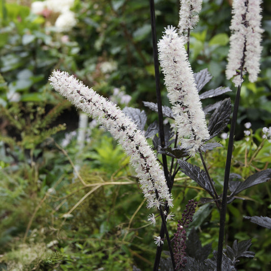 Actaea simplex atropurpurea - Bakker