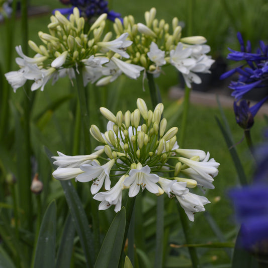 Agapanthus Artic Star - Bakker