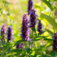 Duftnessel Beelicious Purple - Bakker
