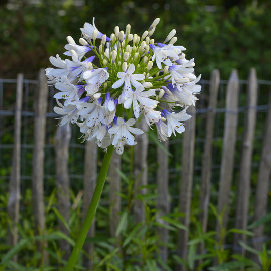 Agapanthus Enigma - Bakker