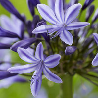 Agapanthus Navy Blue - Agapanthus Navy Blue - Bakker