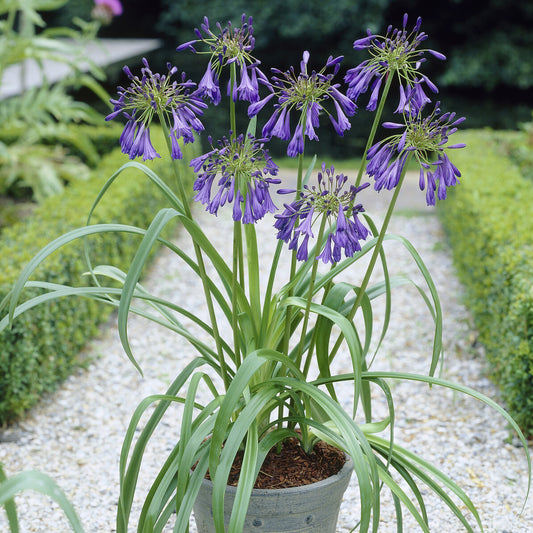 Agapanthus Purple Cloud / Afrikanische Lilie - Bakker
